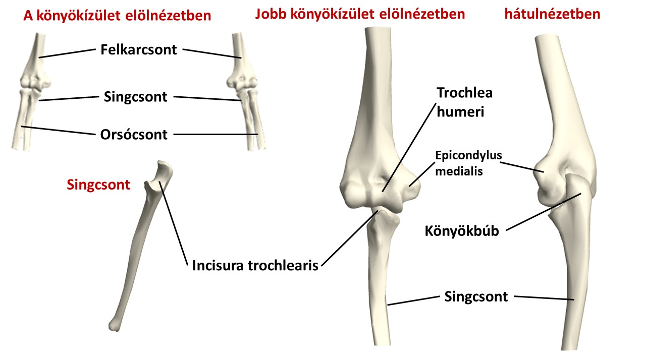osteoarthritis knee imaging éles fájdalom a könyökízület meghosszabbítása során